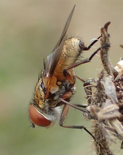 Ectophasia crassipennis